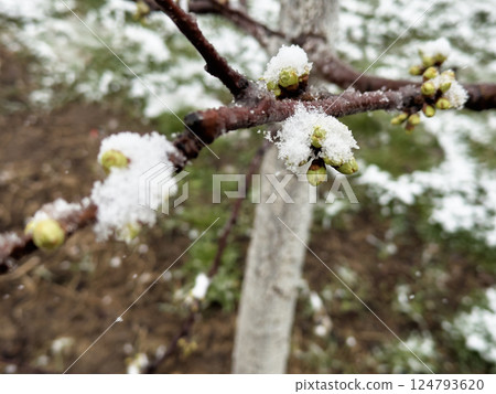 Close-up of spring buds on a tree branch covered with snow after unexpected snowfall and frost Close-up of spring buds on a tree branch covered with snow after unexpected snowfall and frost 124793620