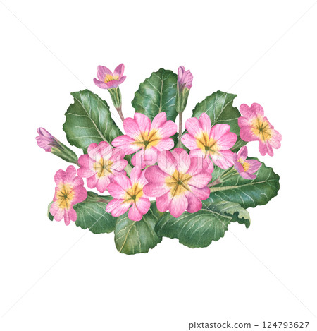 Pink primula flowers with green leaves and buds. Hand drawn watercolor botanical illustration with primrose on isolated background. Can be use as print, poster, sticker, element design, tattoo, label 124793627