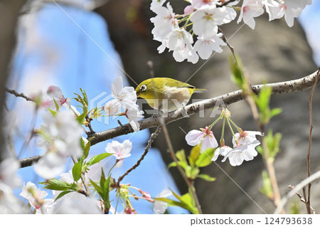 Cherry blossoms in full bloom and Japanese white-eye, Sakujiro, Spring material Cherry blossoms in full bloom and Japanese white-eye, Sakujiro, Spring material 124793638