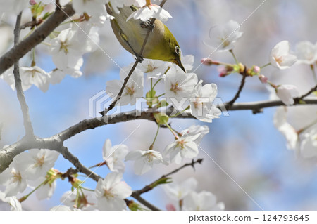 Cherry blossoms in full bloom and Japanese white-eye, Sakujiro, Spring material Cherry blossoms in full bloom and Japanese white-eye, Sakujiro, Spring material 124793645