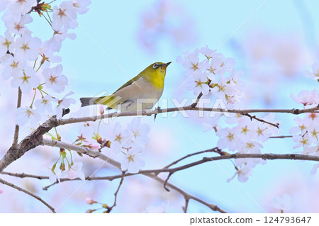 Cherry blossoms in full bloom and Japanese white-eye, Sakujiro, Spring material Cherry blossoms in full bloom and Japanese white-eye, Sakujiro, Spring material 124793647