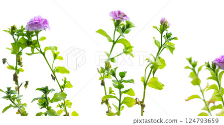 Purple pink petunia flowers isolated on white background, closeup 124793659