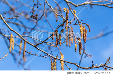 Alder tree branches with hanging catkins Alder tree branches with hanging catkins 124793663