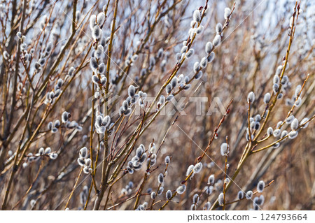 Pussy willow branches adorned with soft, furry catkins Pussy willow branches adorned with soft, furry catkins 124793664