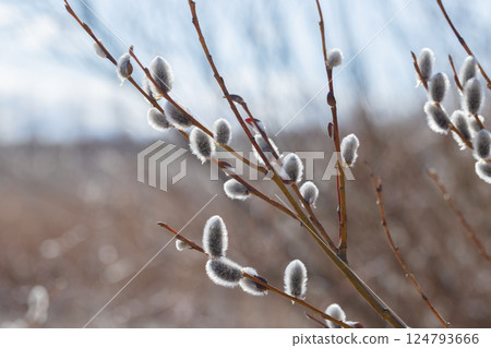 A close-up view of pussy willow branches adorned with soft, furry catkins 124793666
