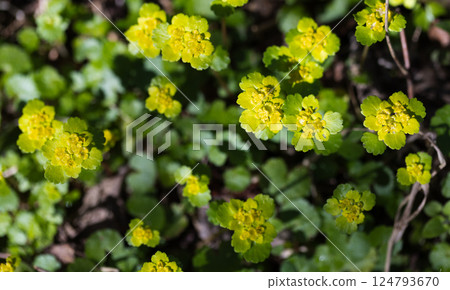 Chrysosplenium alternifolium in bloom, macro photo of yellow green flowers Chrysosplenium alternifolium in bloom, macro photo of yellow green flowers 124793670