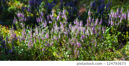 Vibrant purple heather flowers blooming amongst lush green vegetation Vibrant purple heather flowers blooming amongst lush green vegetation 124793673