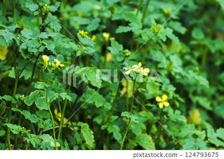 Sinapis Alba in bloom. Fresh green leaves surround yellow wildflowers Sinapis Alba in bloom. Fresh green leaves surround yellow wildflowers 124793675