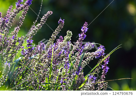 Beautiful purple wildflowers in a serene meadow illuminated by sunlight Beautiful purple wildflowers in a serene meadow illuminated by sunlight 124793676