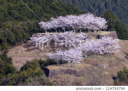 Akagi Castle Ruins of Spring 124793794