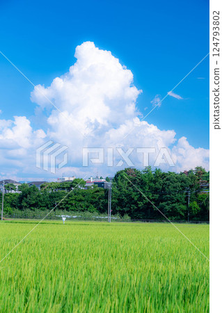 [夏季素材]夏季鄉村風光與積雨雲[長野縣] 124793802