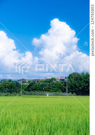 [夏季素材]夏季鄉村風光與積雨雲[長野縣] 124793803