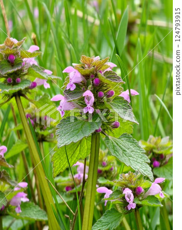 Closeup of wild blue purple Lamium purpureum, invasive shade weed flowers growing in a field with leaves 124793915