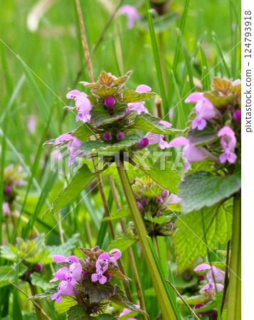 Close up. Lamium purpureum young blossom. Wild purple flowers Lamium purpureum blooming in the springtime. Close up. Lamium purpureum young blossom. Wild purple flowers Lamium purpureum blooming in the springtime. 124793918