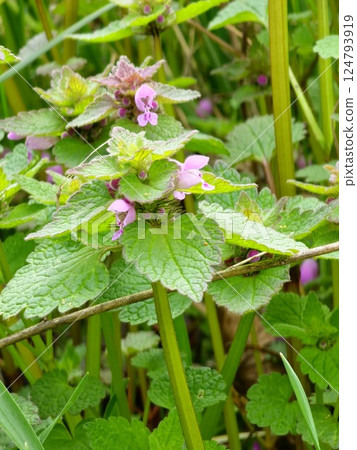 Close up. Lamium purpureum young blossom. Wild purple flowers Lamium purpureum blooming in springtime. 124793919
