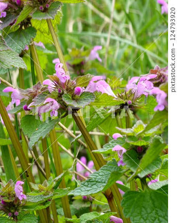 Close up. Lamium purpureum young blossom. Wild purple flowers blooming in the springtime. 124793920