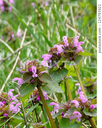 Close up. Lamium purpureum young blossom. Wild purple flowers blooming in springtime. 124793921