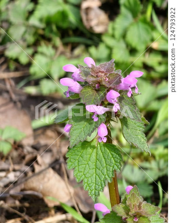 Natural closeup on the early blossoming red dead-nettle or purple archangel, Lamium purpureum 124793922