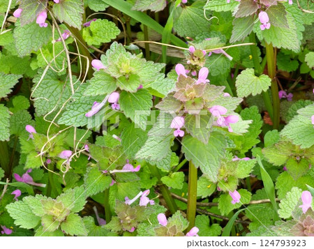 Closeup of wild blue purple Lamium purpureum, dead-nettle, invasive shade weed flowers growing in a field with leaves 124793923