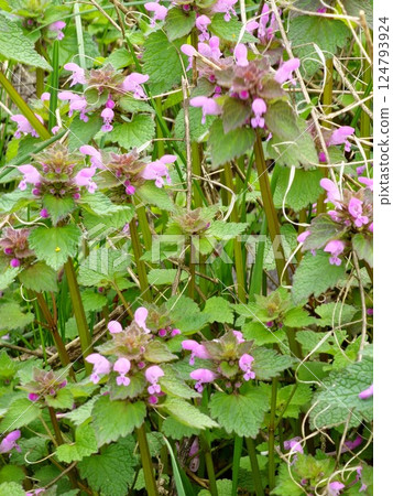 Closeup of wild blue purple Lamium purpureum, dead-nettle, invasive shade weed flowers growing in field with leaves Closeup of wild blue purple Lamium purpureum, dead-nettle, invasive shade weed flowers growing in field with leaves 124793924