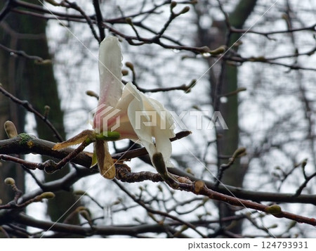 Close-up of Magnolia flower filled with raindrops. Flowering magnolia tree Magnolia Kobus. Selective focus 124793931