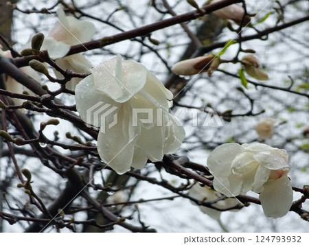Close-up of Magnolia flower filled with raindrops. Flowering magnolia tree Magnolia Kobus Close-up of Magnolia flower filled with raindrops. Flowering magnolia tree Magnolia Kobus 124793932