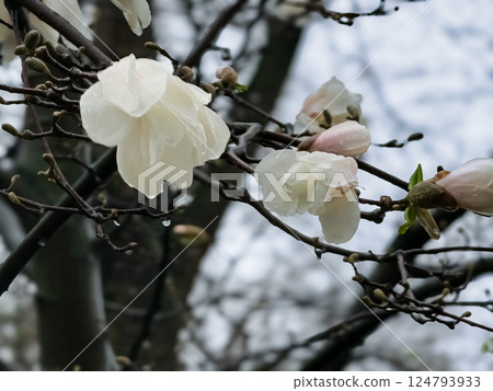 Magnolia flowers filled with raindrops. Magnolia tree blooming Magnolia Kobus. Close-up. Selective focus. Against sky Magnolia flowers filled with raindrops. Magnolia tree blooming Magnolia Kobus. Close-up. Selective focus. Against sky 124793933
