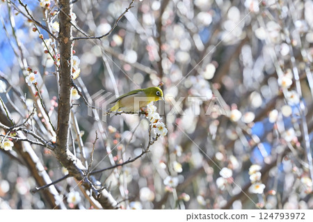 White plum blossoms in full bloom and a Japanese white-eye White plum blossoms in full bloom and a Japanese white-eye 124793972