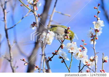 盛開的白梅花和日本繡眼鳥 124793980