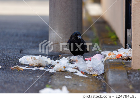 Urban crows eat food waste from homes Urban crows eat food waste from homes 124794183