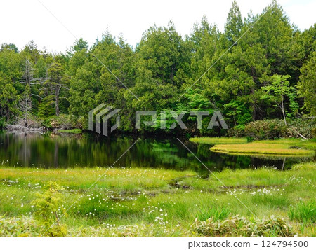 Scenery around Shibuike Pond, Shiga Kogen, Yamanouchi Town, Nagano Prefecture Scenery around Shibuike Pond, Shiga Kogen, Yamanouchi Town, Nagano Prefecture 124794500