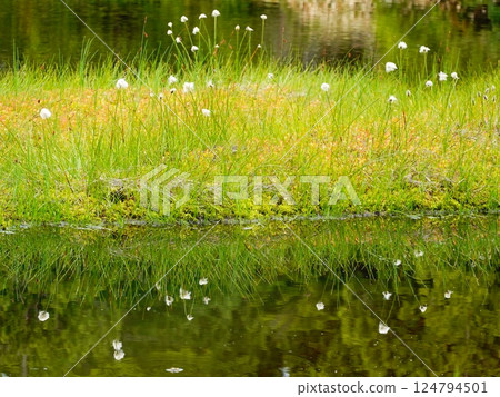 Scenery around Shibuike Pond, Shiga Kogen, Yamanouchi Town, Nagano Prefecture 124794501