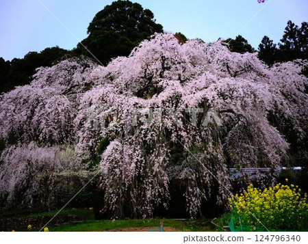 Chubu cherry blossoms of the Chuetsu family 124796340