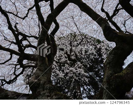 Chubu cherry blossoms of the Chuetsu family Chubu cherry blossoms of the Chuetsu family 124796345