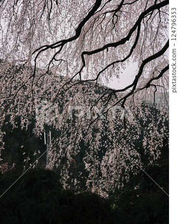 Chubu cherry blossoms of the Chuetsu family 124796353