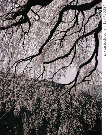 Chubu cherry blossoms of the Chuetsu family 124796354