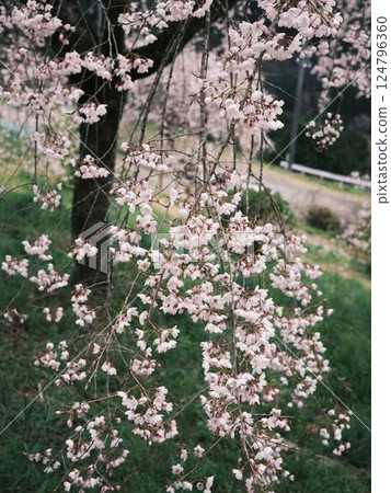 Chubu cherry blossoms of the Chuetsu family Chubu cherry blossoms of the Chuetsu family 124796360