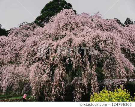 Chubu cherry blossoms of the Chuetsu family 124796365