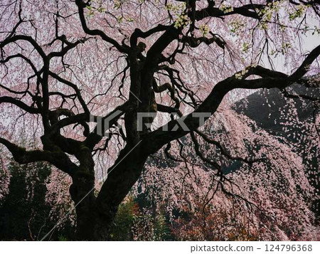 Chubu cherry blossoms of the Chuetsu family 124796368