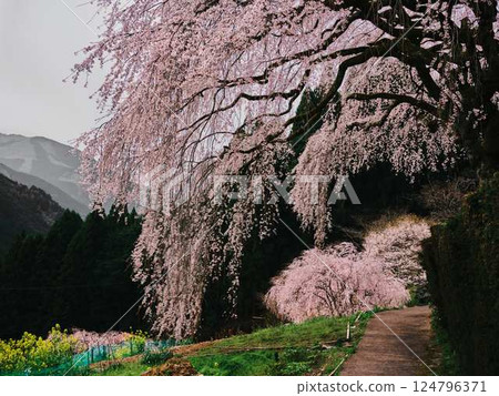 Chubu cherry blossoms of the Chuetsu family 124796371