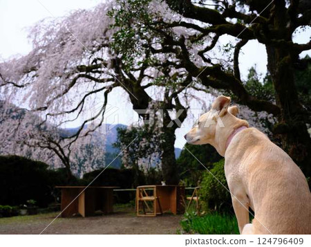 Country dog 124796409