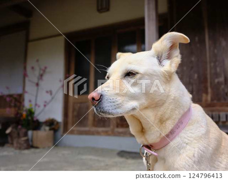鄉村狗 124796413