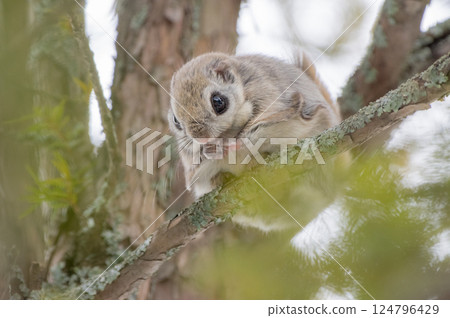 蝦夷鼯鼠是北海道冬季的偶像 124796429