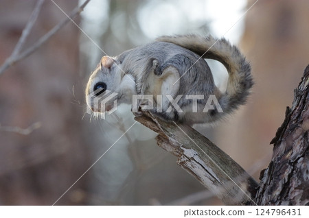 蝦夷鼯鼠是北海道冬季的偶像 124796431