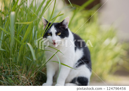Stray cat eating grass Stray cat eating grass 124796456