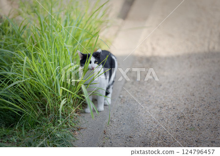 Stray cat eating grass Stray cat eating grass 124796457