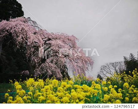 Chubu cherry blossoms of the Chuetsu family 124796517