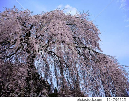 Chubu cherry blossoms of the Chuetsu family 124796525