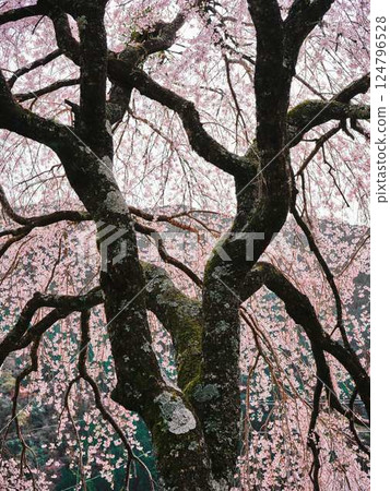 Chubu cherry blossoms of the Chuetsu family 124796528