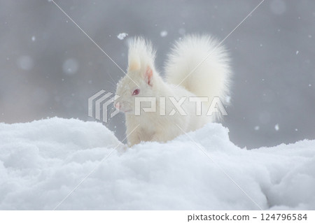 北海道松鼠中罕見的白化病 124796584